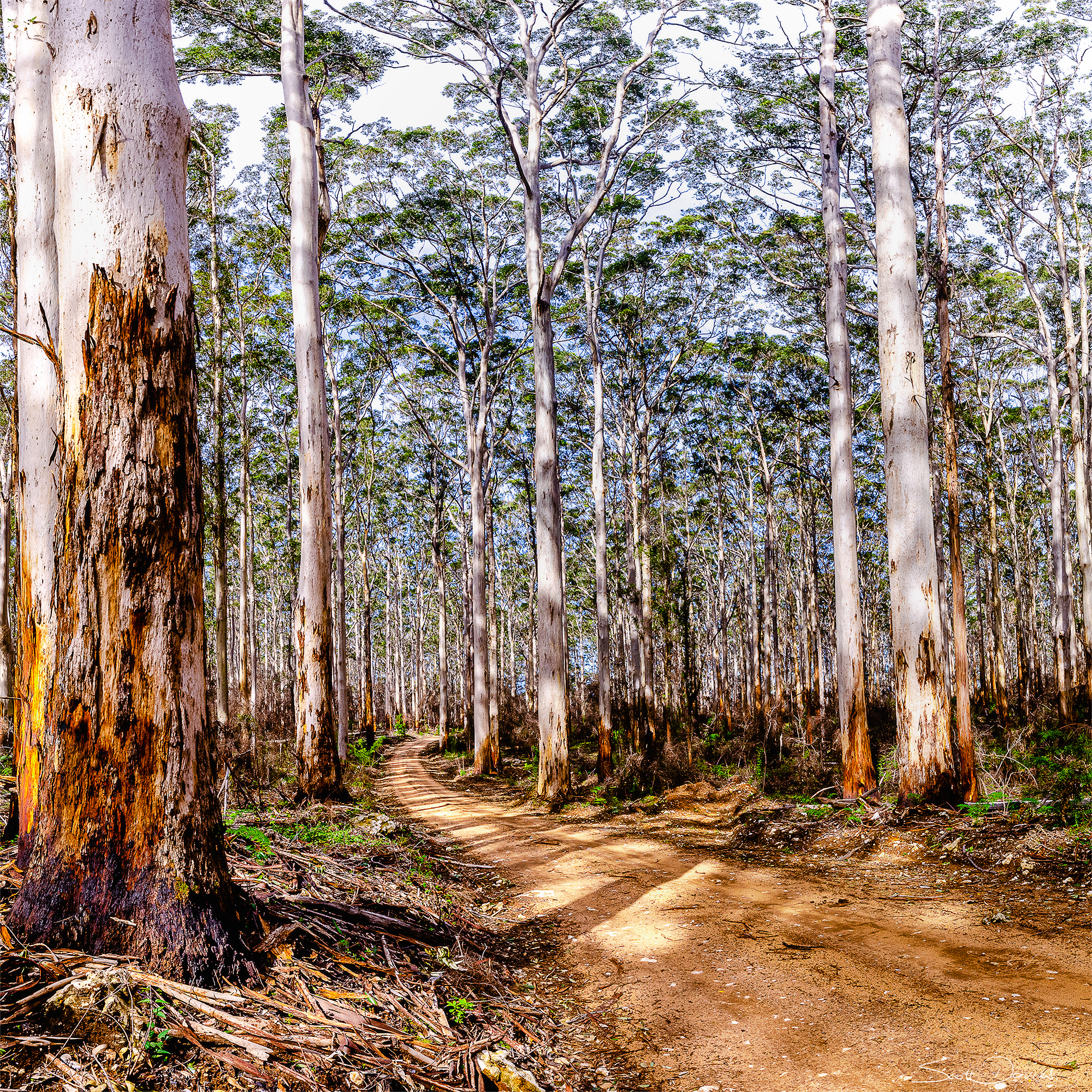 Boranup Forest